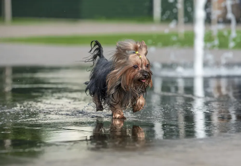 Canicula afectează animalele de companie: câinii și pisicile, expuși riscurilor de supraîncălzire