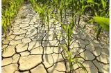 Seceta accentuată din vestul ţării pune mari probleme fermierilor din Bihor