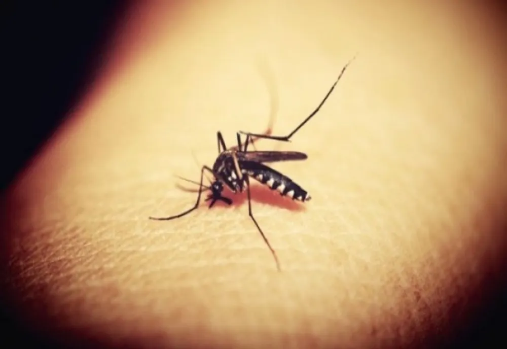 Un om a murit, iar alți doi sunt în spital după ce s-au infectat cu virusul West Nile