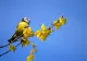 Primăvară „clasică”: meteorologii anunță temperaturi și precipitații normale pentru început de aprilie. Prognoza pe 4 săptămâni