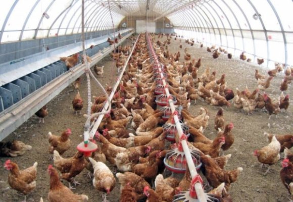 Rusia a informat OMS cu privire la primele cazuri de infectare umană cu gripa aviară