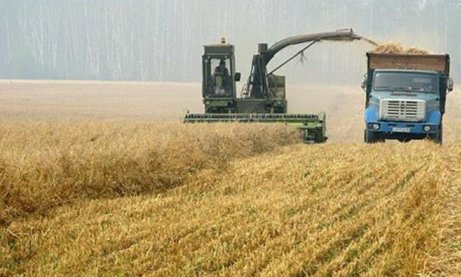 Rusia nu mai dă zahăr și cereale în UEE. 6 milioane de tone de grâu riscă să nu mai intre pe piețe